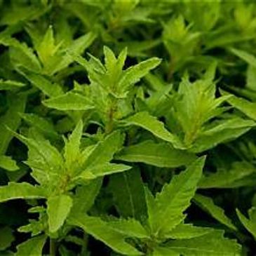 Fresh green mint leaves.