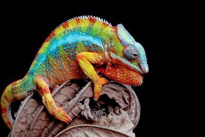 Reptiles