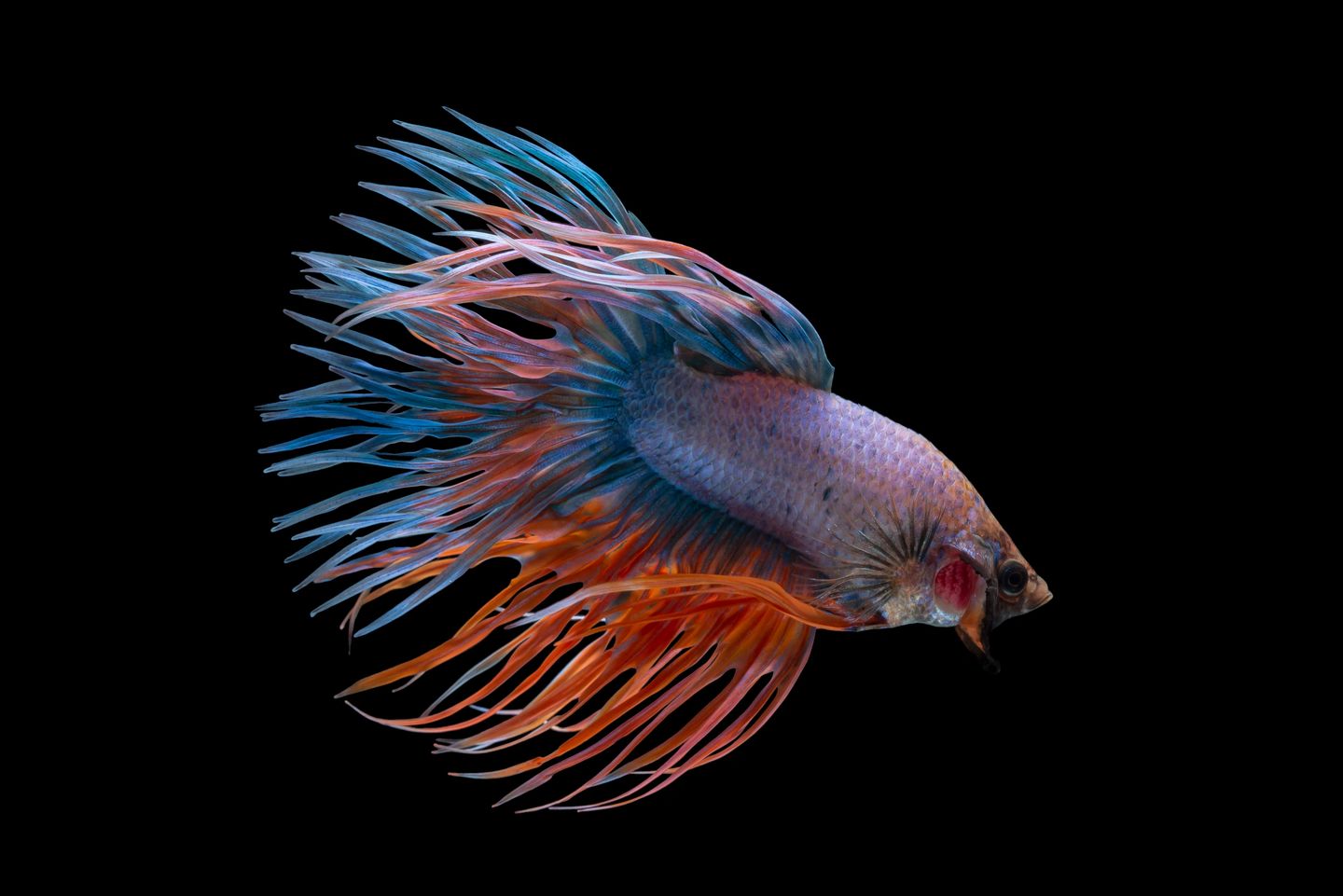 Best Aquarium and Pet Fish Supplies Online Malta