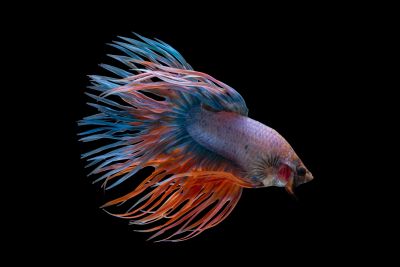 Fish & Aquarium