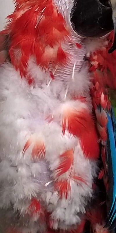 Freya parrot severe feather plucking before Casozen treatment