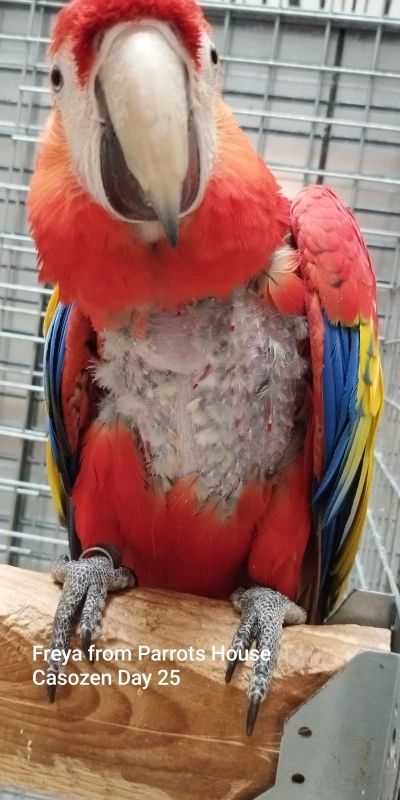 Freya parrot 25 days after starting natural stress relief