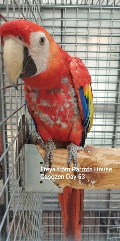 Freya parrot 53 days feather regrowth Casozen Europe
