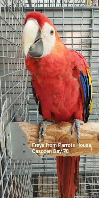 Freya parrot 79 days fully healed from self mutilation