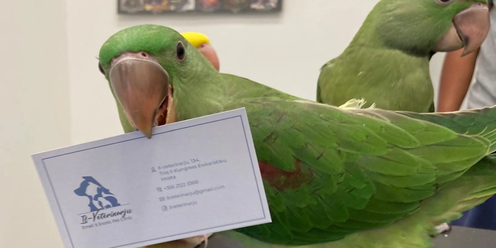 Il-Veterinarju Small and Exotic Pet Clinic in Mosta, Malta