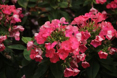 Garden Supplies
