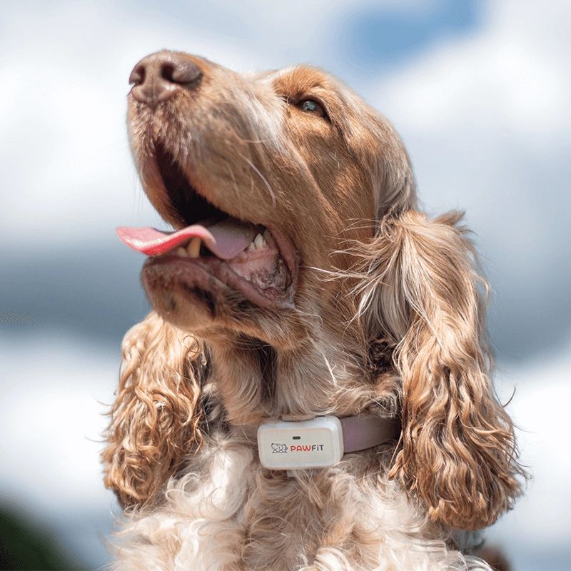 Pawfit 3 Collar Mount