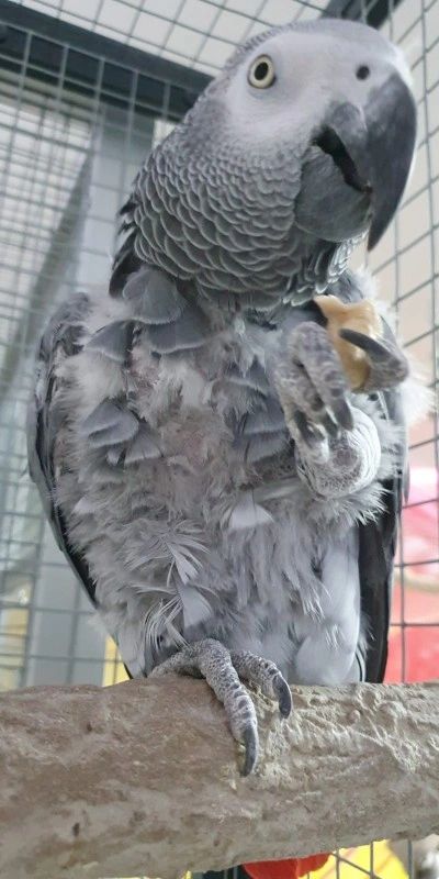 Paco parrot 30 days visible feather regrowth Malta