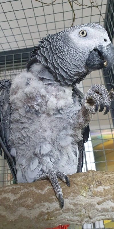 Paco parrot 15 days on Casozen anti plucking remedy