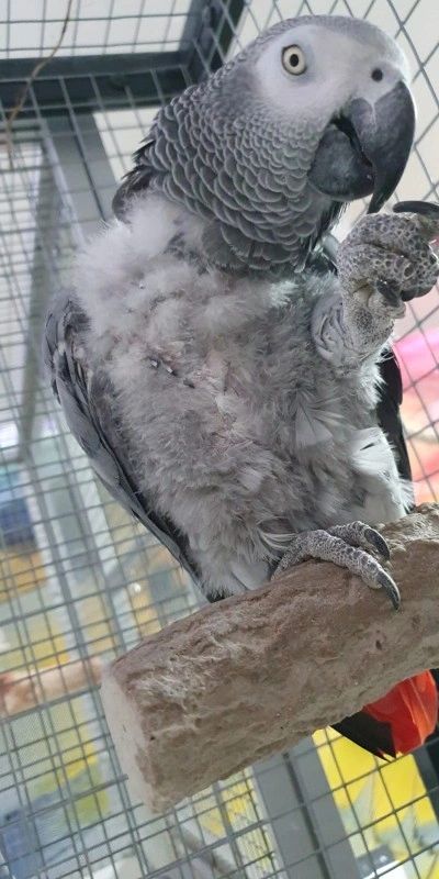 Paco parrot starting point anxiety and feather loss