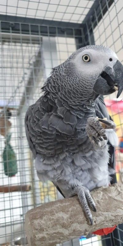 Paco parrot completely healed healthy feathers Casozen