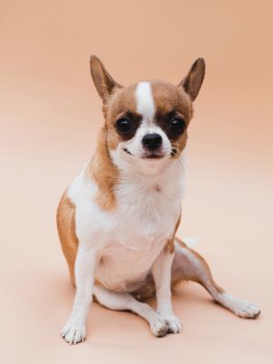 Dogs
