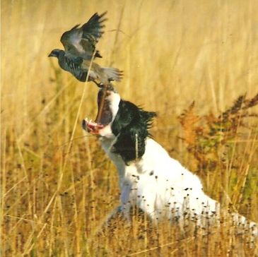 Field bred Engish Springer Spaniels, Field bred English Springer Spaniel Breeders