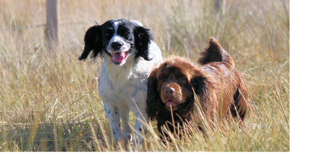 Field bred English Springer Spaniels and Sussex Spaniels in Montana