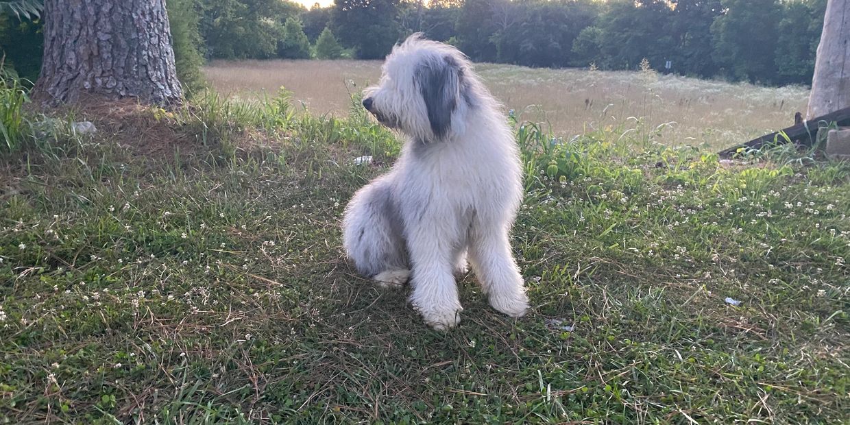 Luna, shaggy Old English Sheepdog on the homestead farm