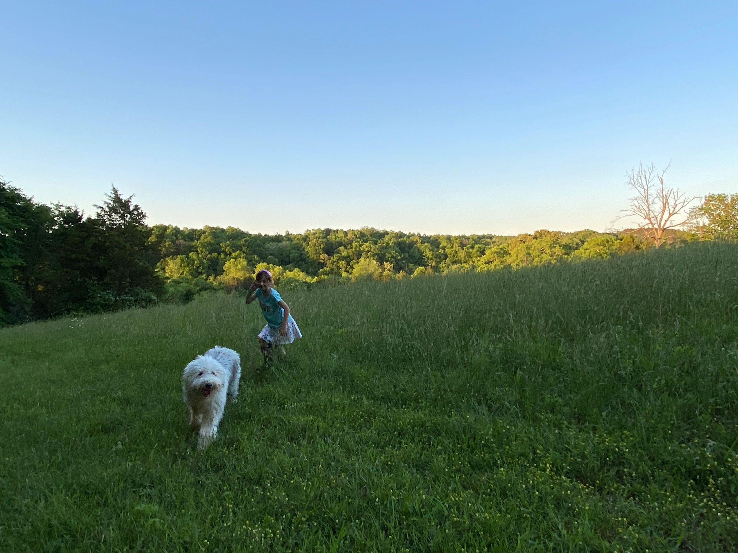 Old English Sheepdog walking the homestead. She loves doing chores with us.