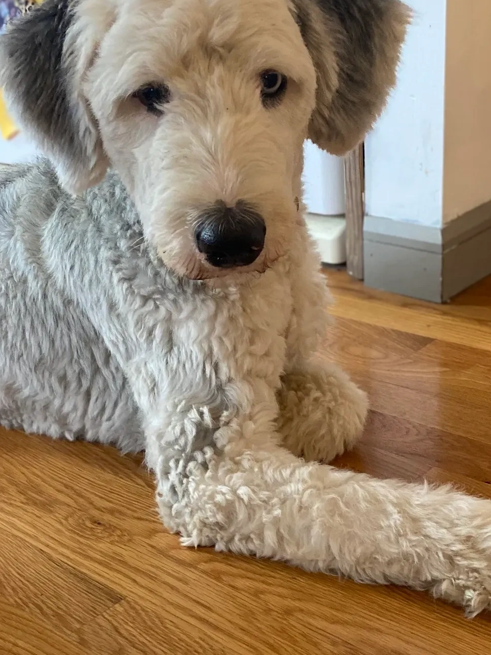 Our family pet Luna with her summer cut. She looks like a small great dane or doodle...but cuter!