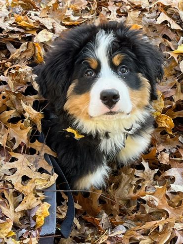 Adorable Bernese Mountain Dog puppy sitting among autumn leaves.
