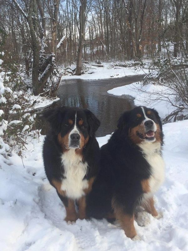 Alpine Berners