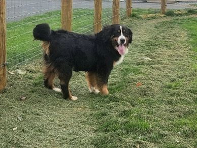 A happy Bernese Mountain Dog standing on grass near a fenced area.