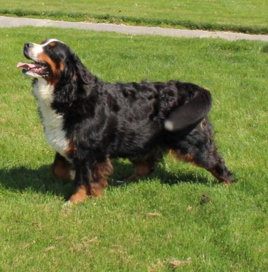 bernergarde.org/db/Dog_Detail?DogID=214177&Disp=Rel