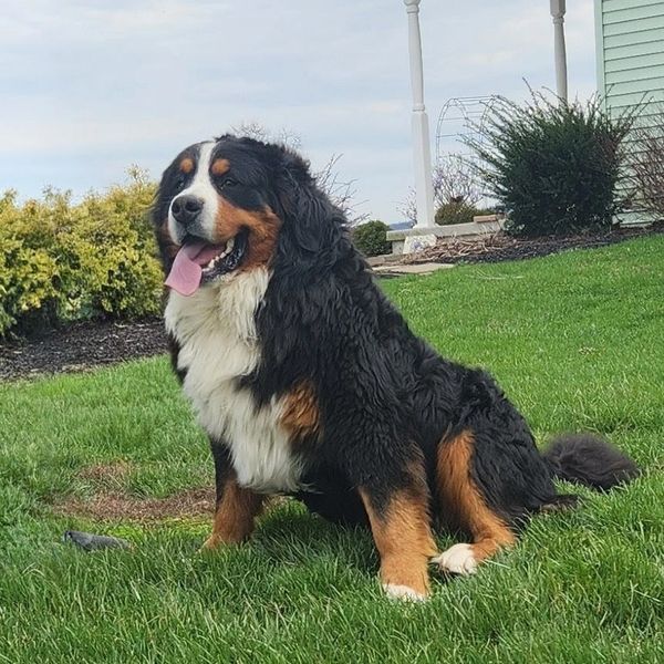 Bernese Mountain Dog sitting happily on a green lawn.