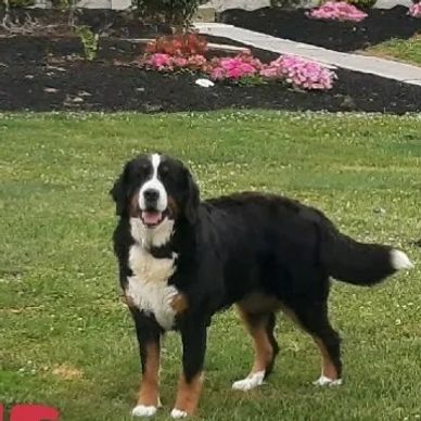 A Bernese Mountain Dog standing on a green lawn in a garden.