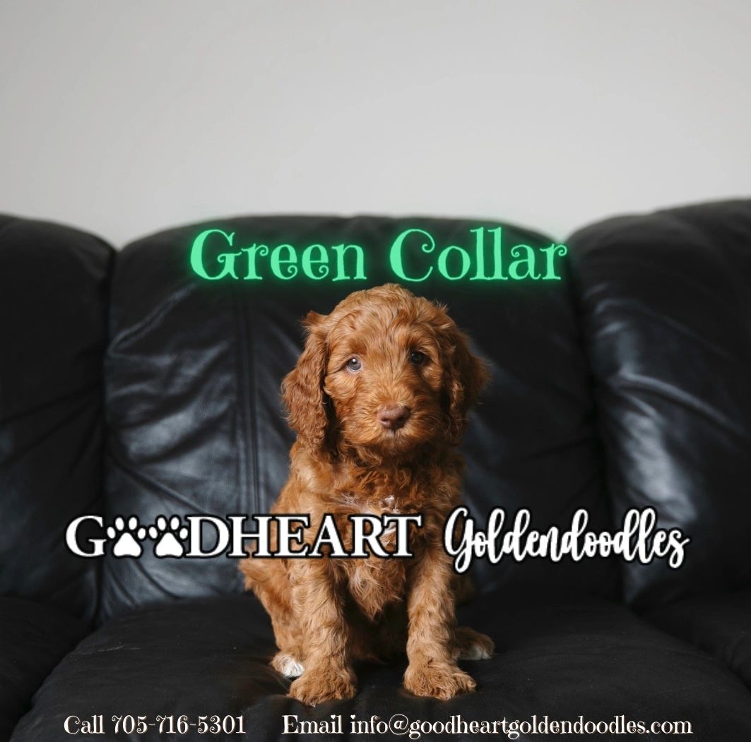 Green Collar Boy