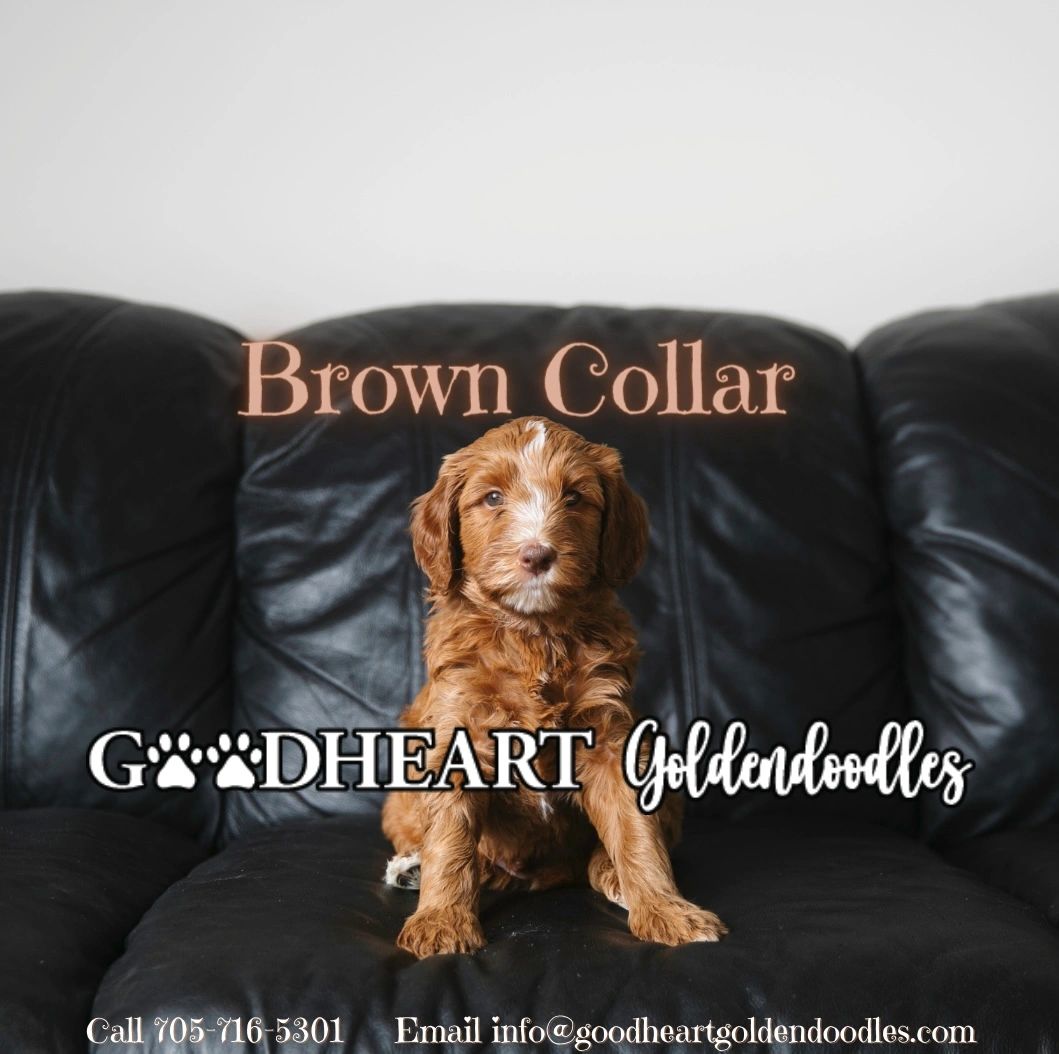 Brown Collar Boy