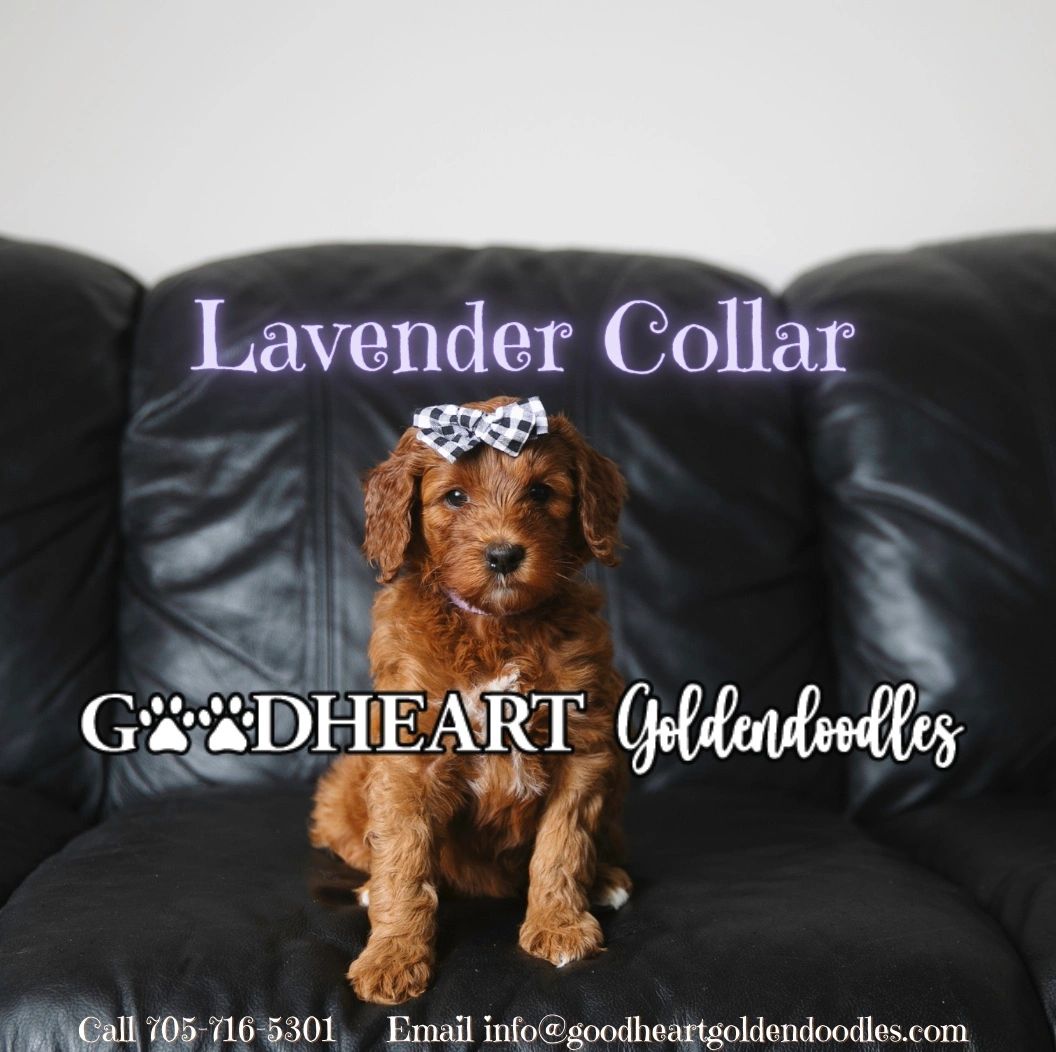 Lavender Collar Girl
