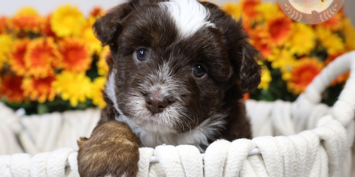 Chocolate mini aussiedoodle south florida 