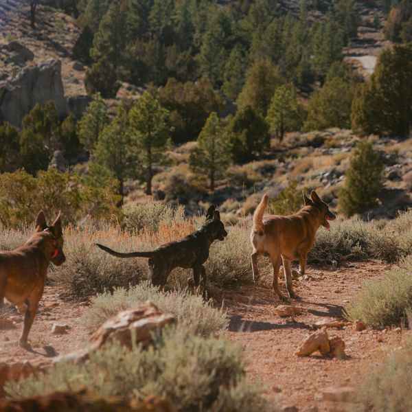 Three dogs walking on a trail in a forested mountainous area.