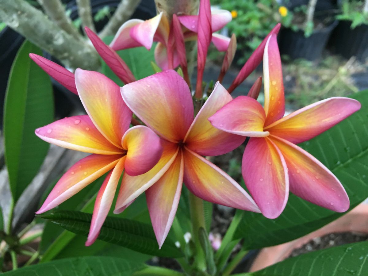 Plumeria rubra, 'Tahitian Sunset' (Choose Plumeria Option:: Rooted