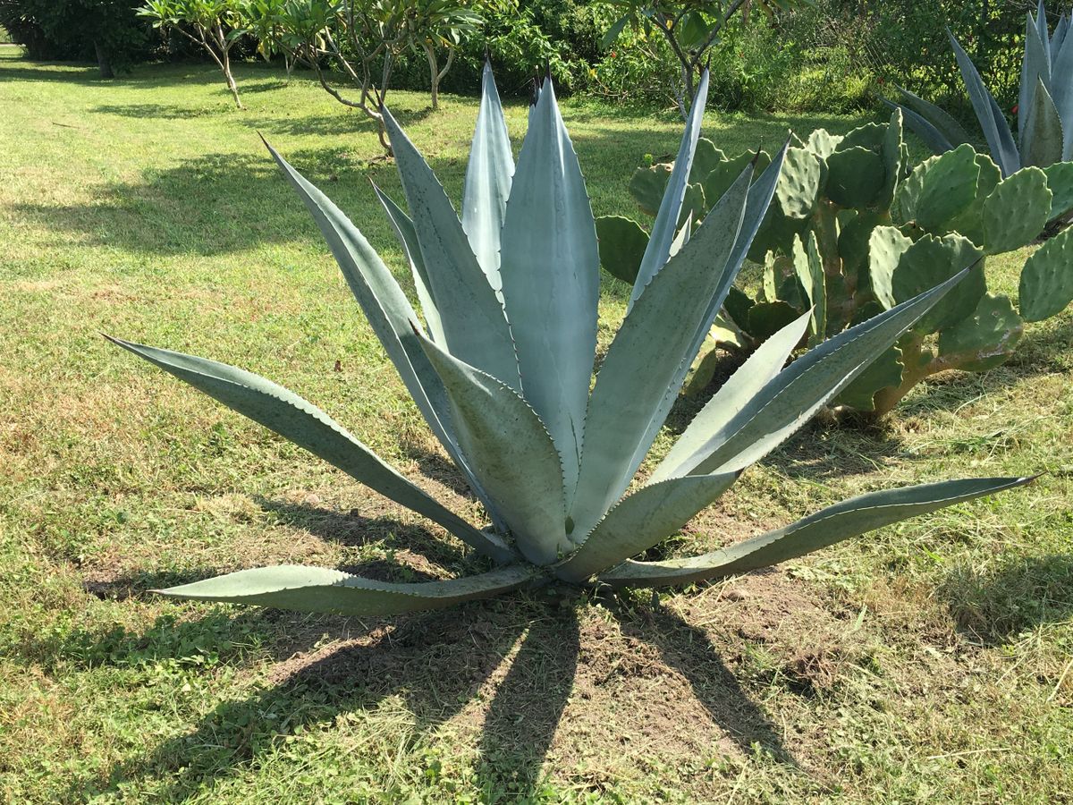 aloe vera g Aloe Vera Gel – Mara Organics Tanzania