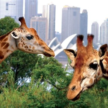 Giraffes at Taronga Zoo