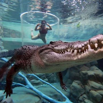 Person swimming with crocodiles