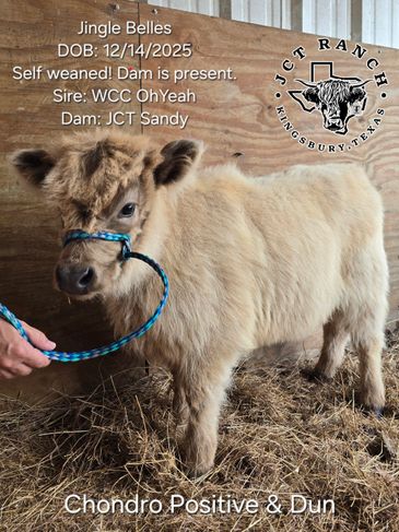 Miniature dun-colored calf with a blue halter in a barn.