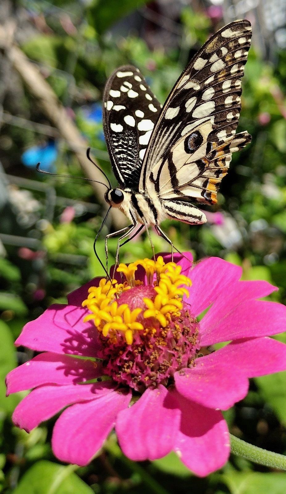 A butterfly on a bright pink flower with  a corolla of tiny yellow flowers 