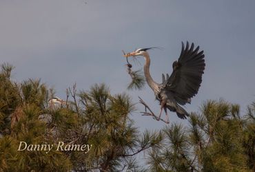 herons building a nest for their coming family