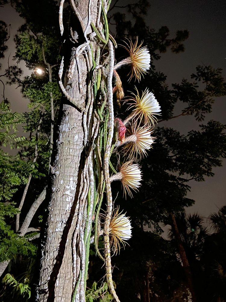 Queen of the Night Blooming Cactus w Moon (#
1795)