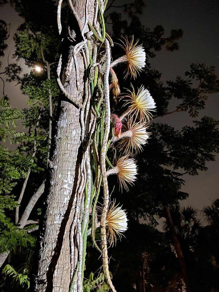 Queen of the Night Blooming Cactus w Moon (#
1795)
