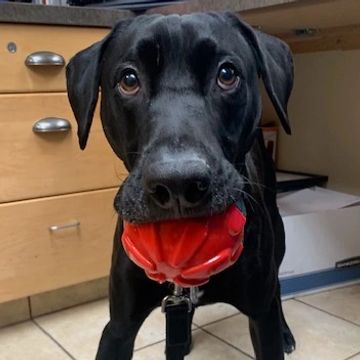 Special Care for anxious pets