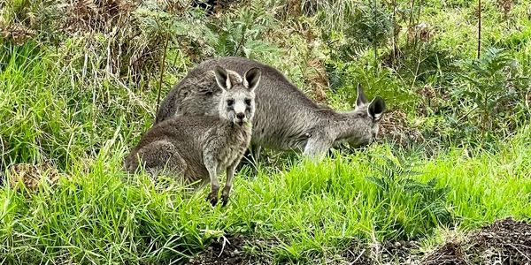 Wild Kangaroos eating by the road, Kennett River, Great Ocean Road, Australia