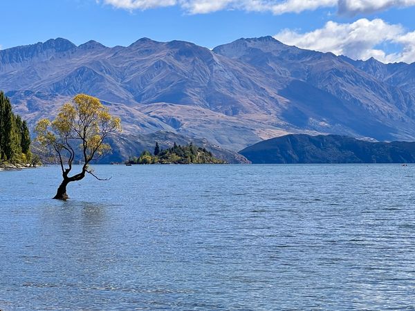That Wanaka Tree in front of mountains, Lake Wānaka in the Otago region of New Zealand