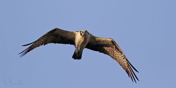 Osprey on the ridge by DB