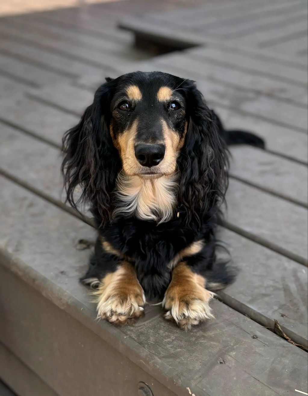Rizzo-black & cream male
DOB 12-26-2019
The best tempered, most loving boy around. 