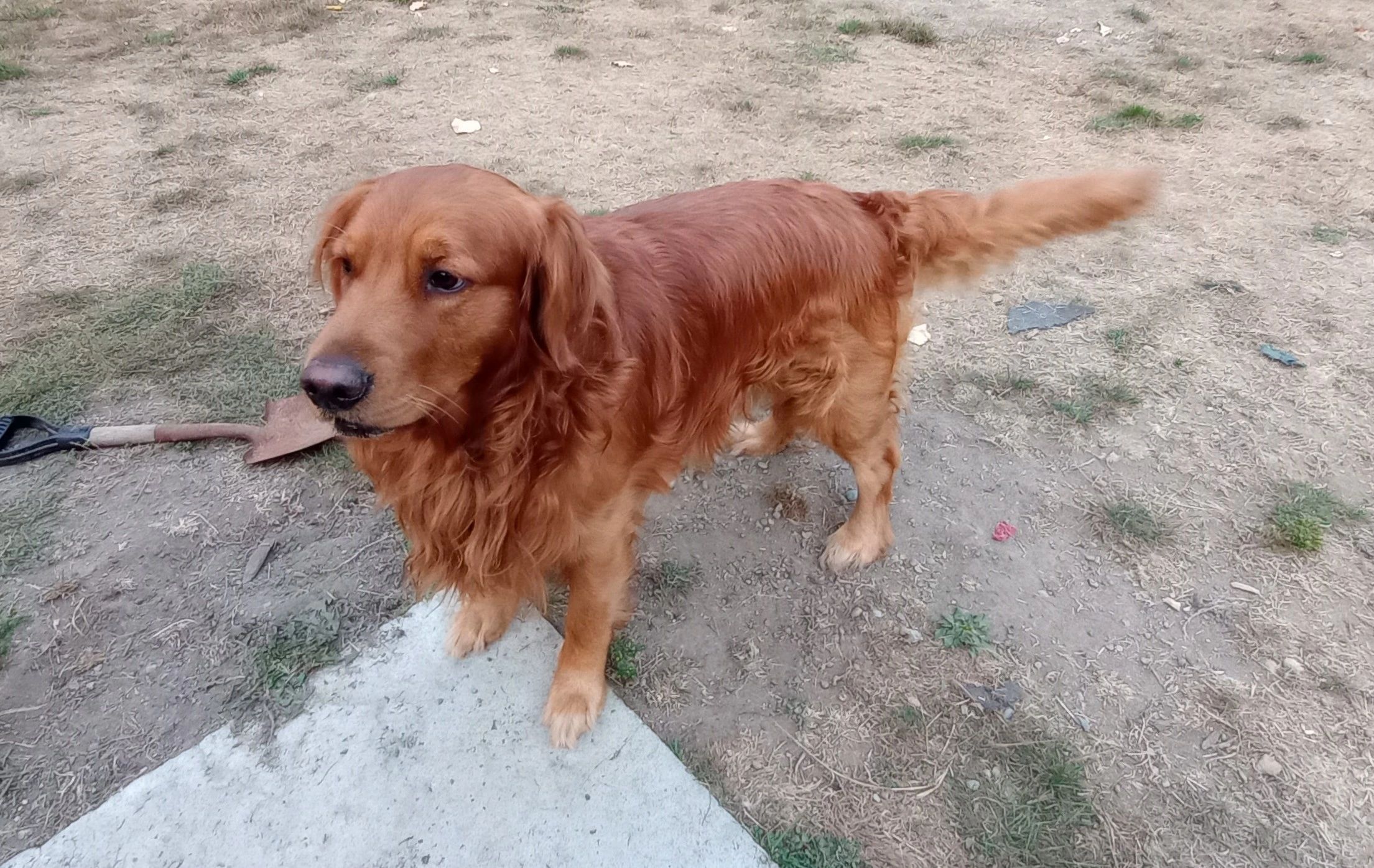 Studs Puppies from Hale