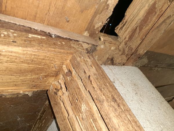 Damage done by termites 