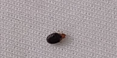 Bed bug on white sheet.