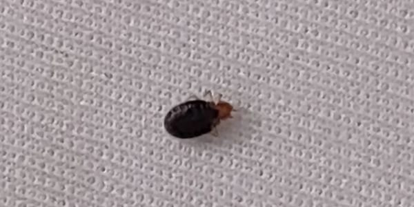 Bed Bug on a white sheet 
